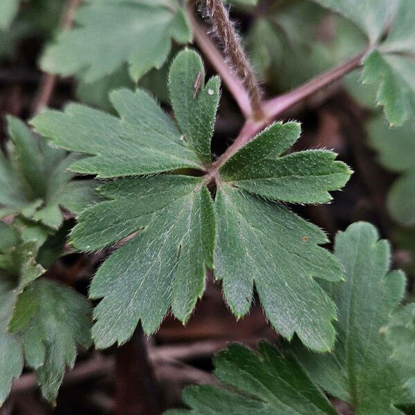 Anemonoides blanda Blatt