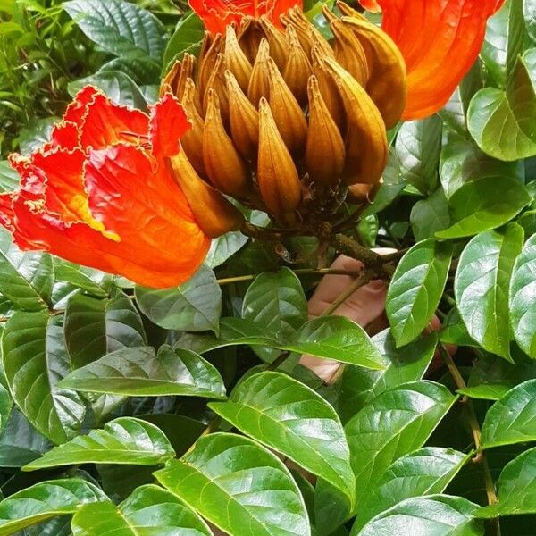 Spathodea campanulata Flors