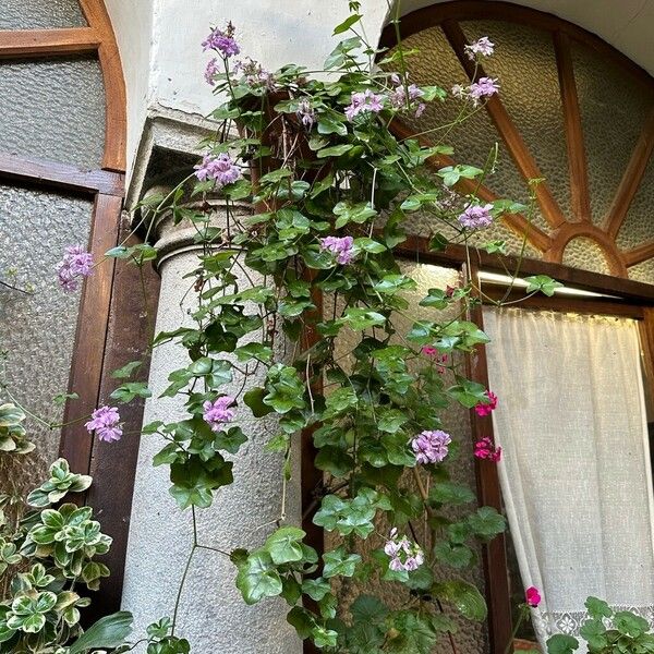 Pelargonium peltatum Habitus