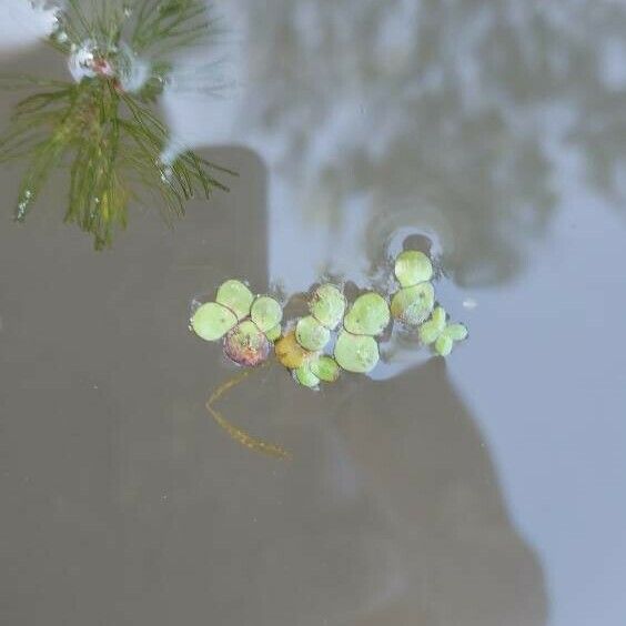 Spirodela polyrhiza Leaf