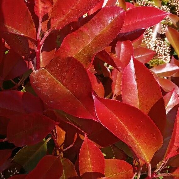 Photinia fraseri Blad