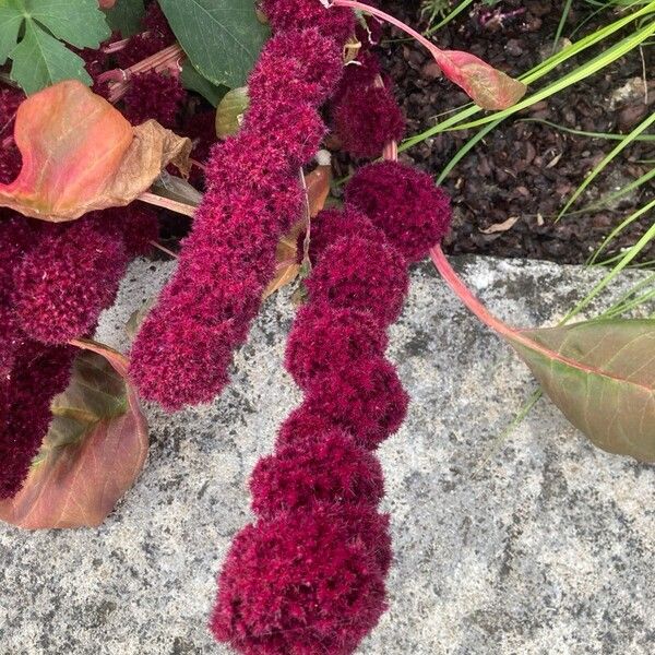 Amaranthus caudatus Flower