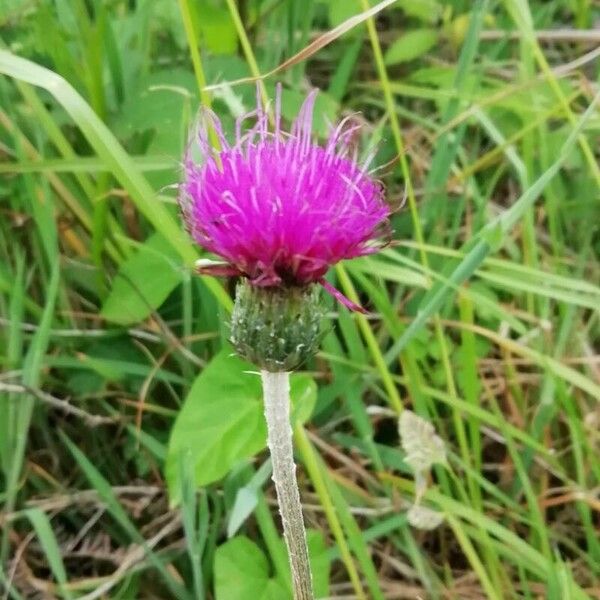 Cirsium dissectum Fiore