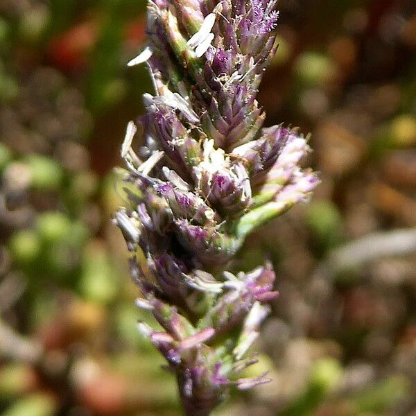 Aeluropus littoralis Fleur