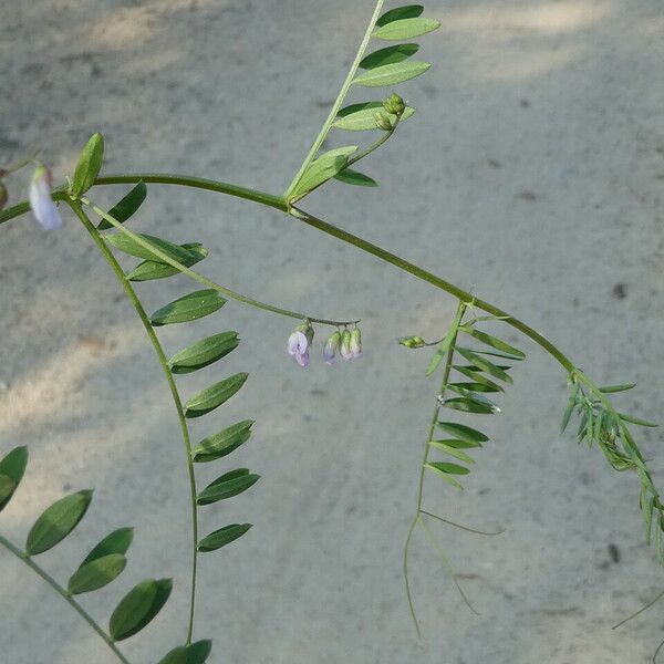 Vicia hirsuta অভ্যাস