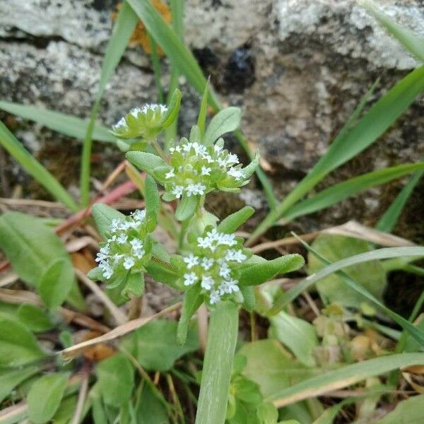 Valeriana locusta Fiore