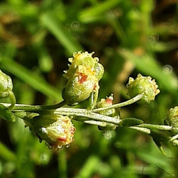 Artemisia dracunculus Flors