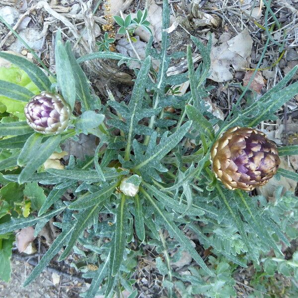 Rhaponticum coniferum 整株植物