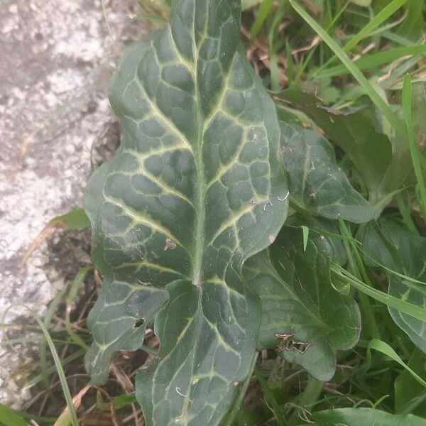 Arum italicum Leht