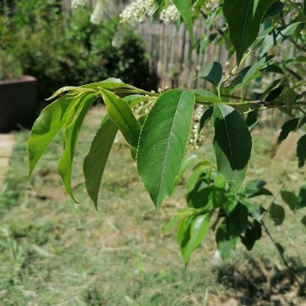 Prunus serotina Hostoa