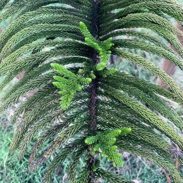 Araucaria columnaris Folha