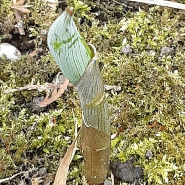 Polygonatum multiflorum पत्ता