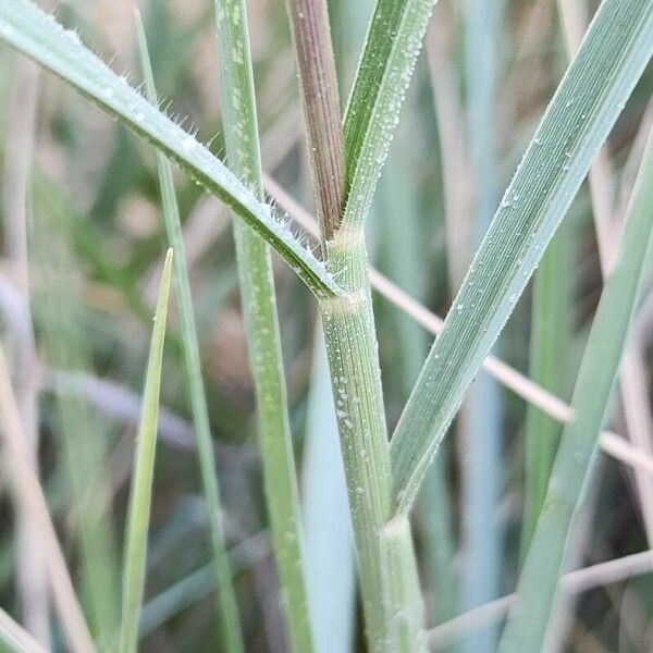 Calamagrostis pseudophragmites Casca