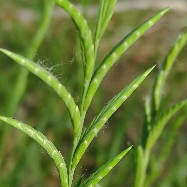 Brachypodium distachyon Blomma