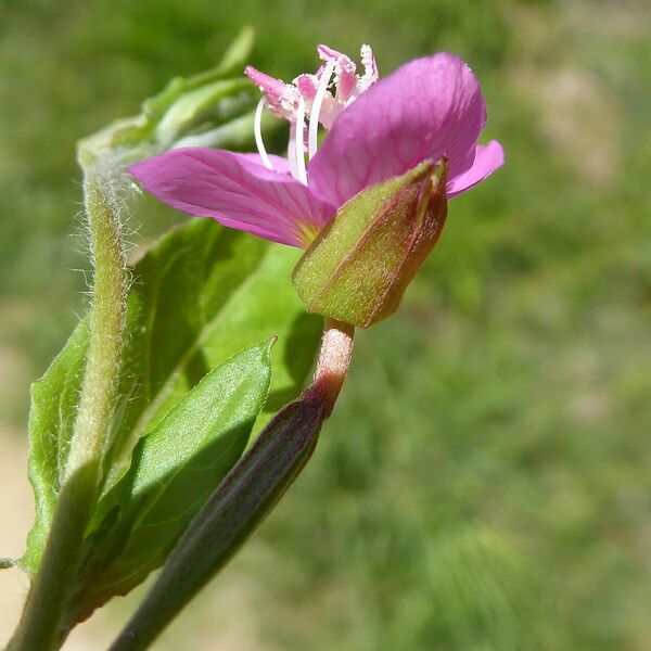 Oenothera rosea 树皮