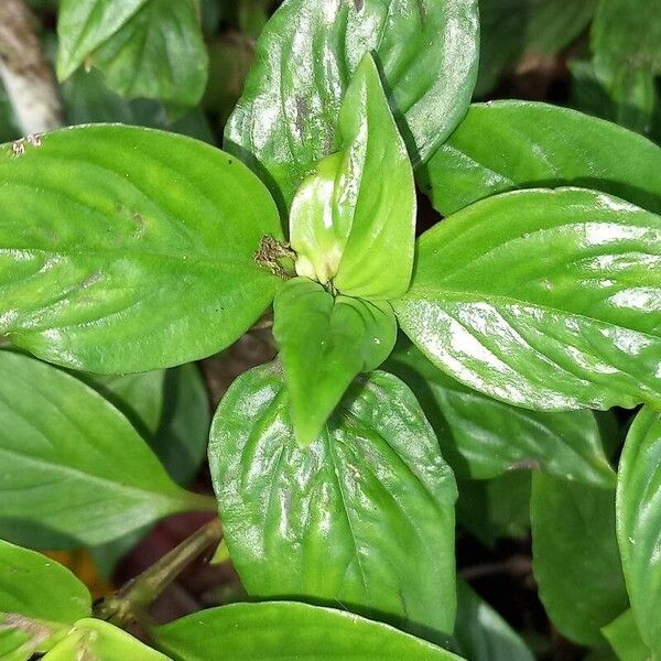 Spermacoce alata Leaf