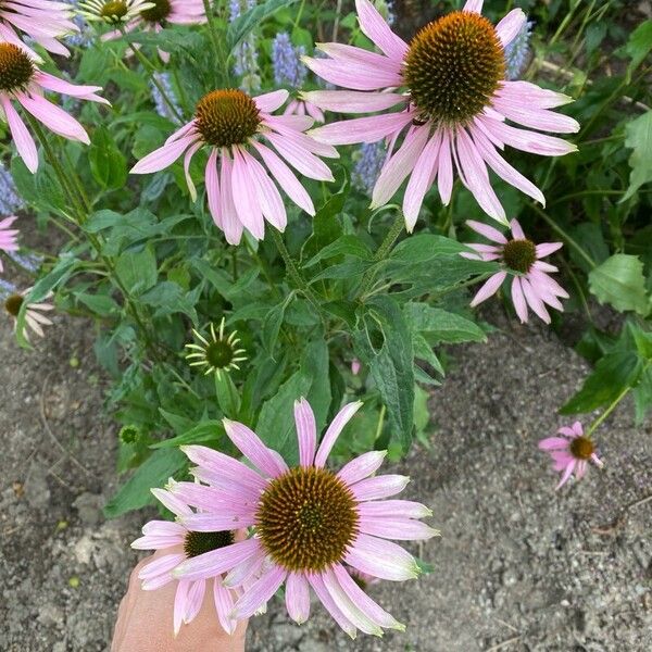 Echinacea angustifolia Цвят