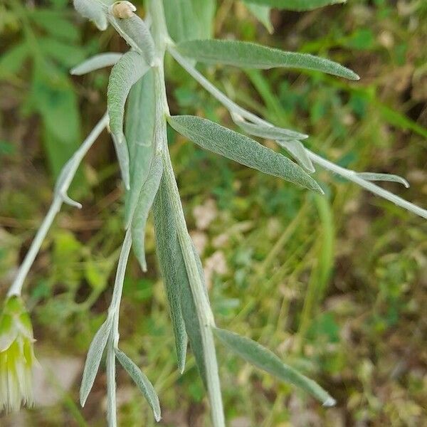 Chardinia orientalis 葉