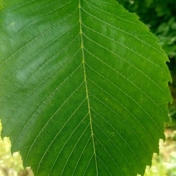 Ulmus laevis Levél