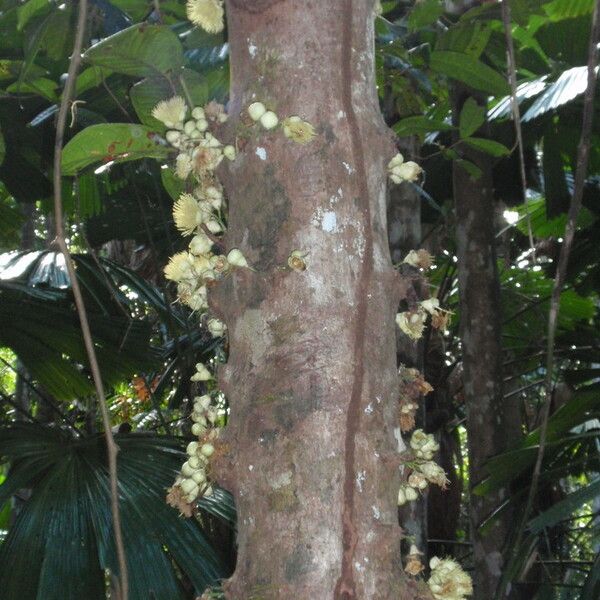 Syzygium cormiflorum Corteccia