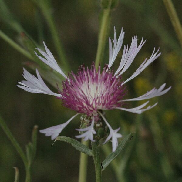 Centaurea diluta 花