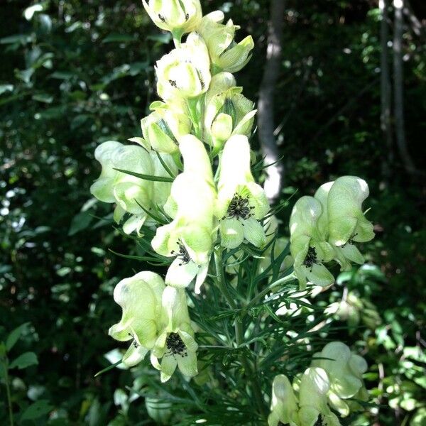 Aconitum anthora Sonstige