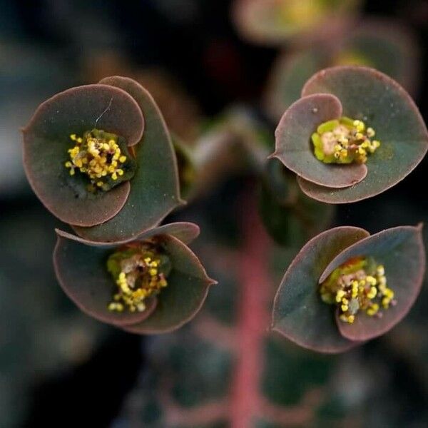 Euphorbia francoisii Õis