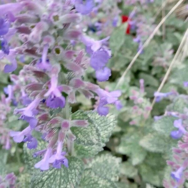 Nepeta racemosa Blomst