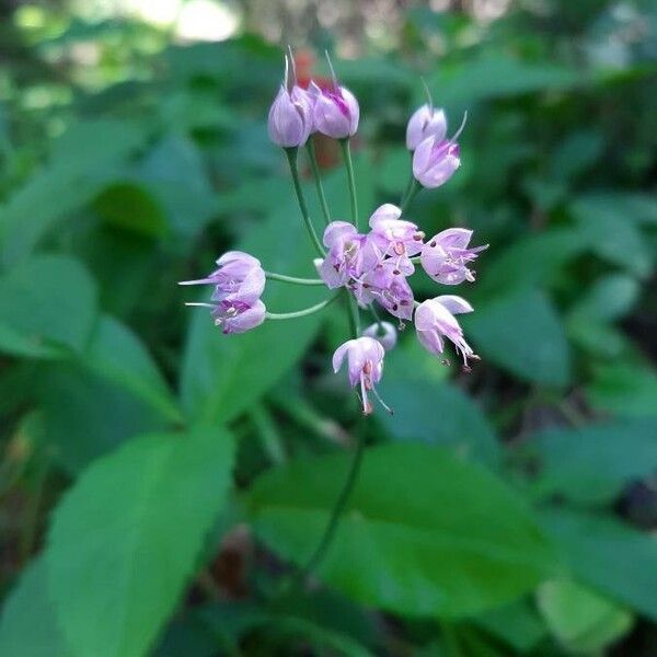 Allium cernuum 花