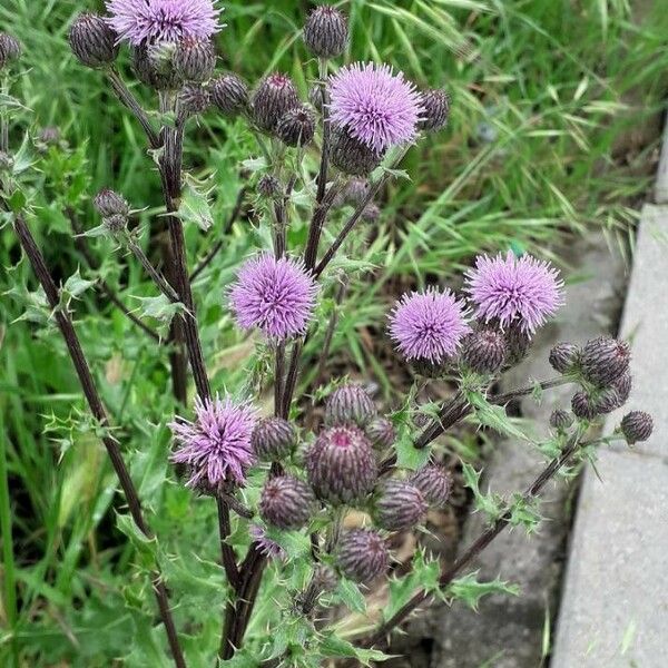 Cirsium arvense പുഷ്പം