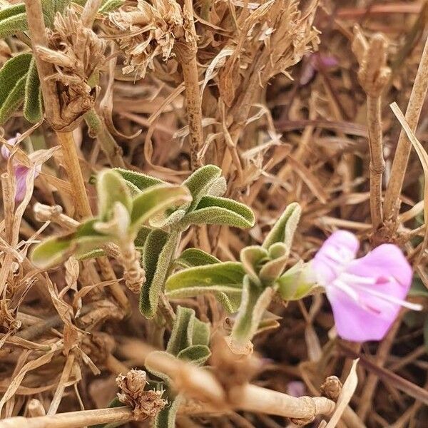 Dicliptera napierae Kukka