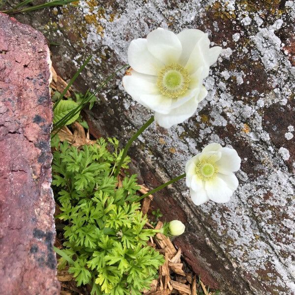 Anemone coronaria फूल