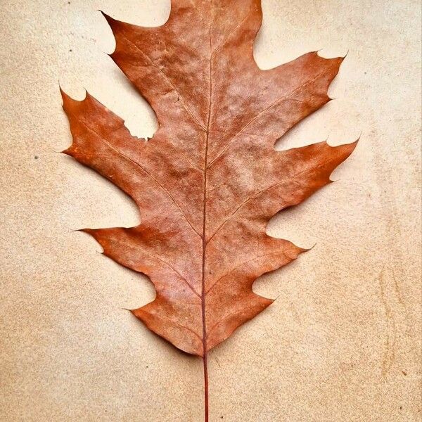 Quercus rubra Blad