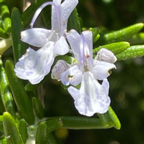 Salvia rosmarinus Lorea