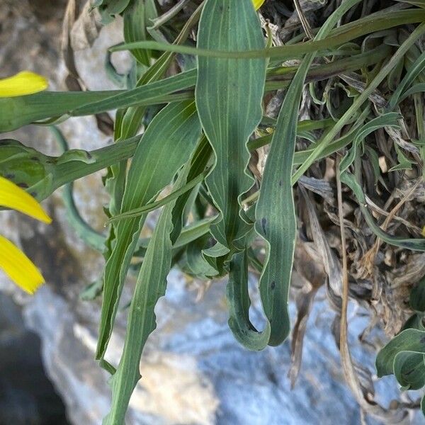 Takhtajaniantha austriaca Leaf