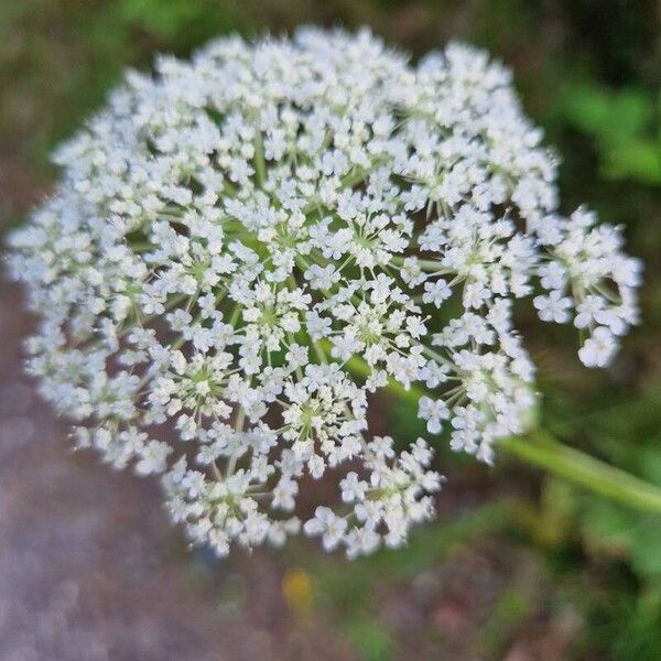 Visnaga daucoides Květ