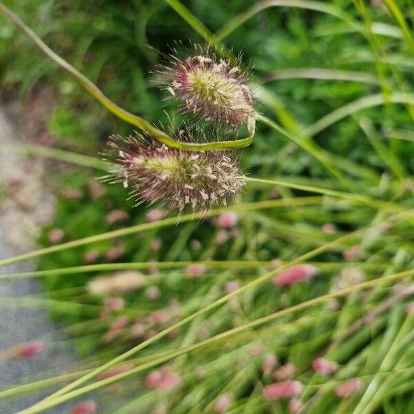 Cenchrus ciliaris Fruchs