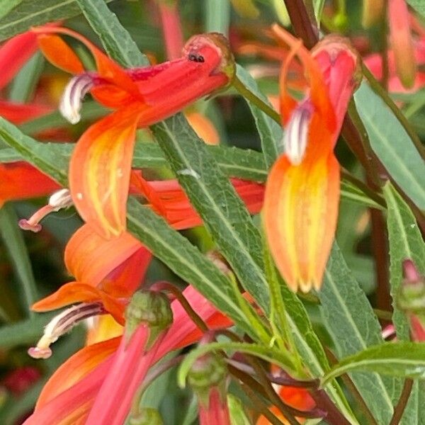 Lobelia laxiflora പുഷ്പം