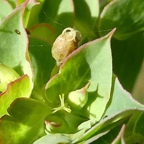 Euphorbia falcata Frucht