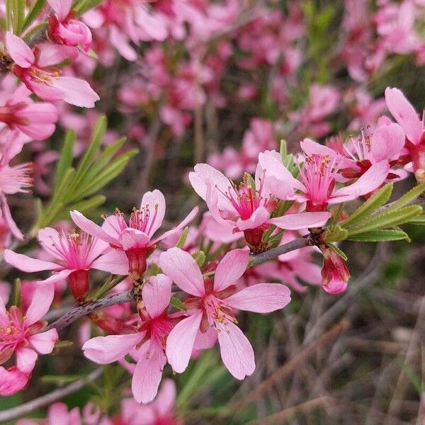 Prunus tenella Fiore