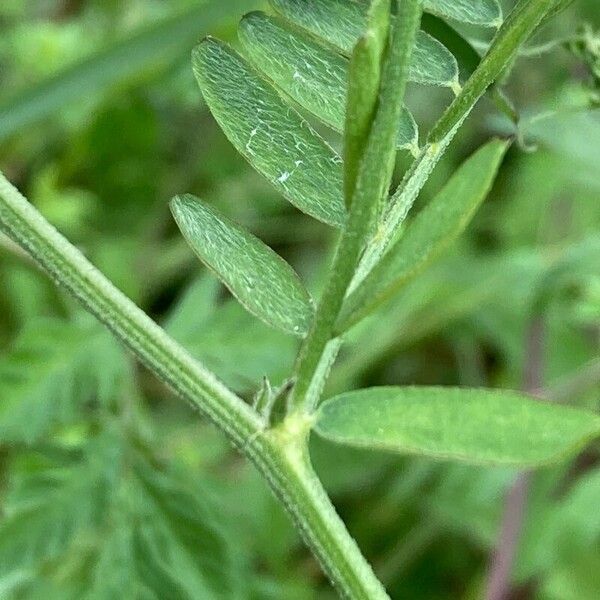 Vicia cracca Coajă