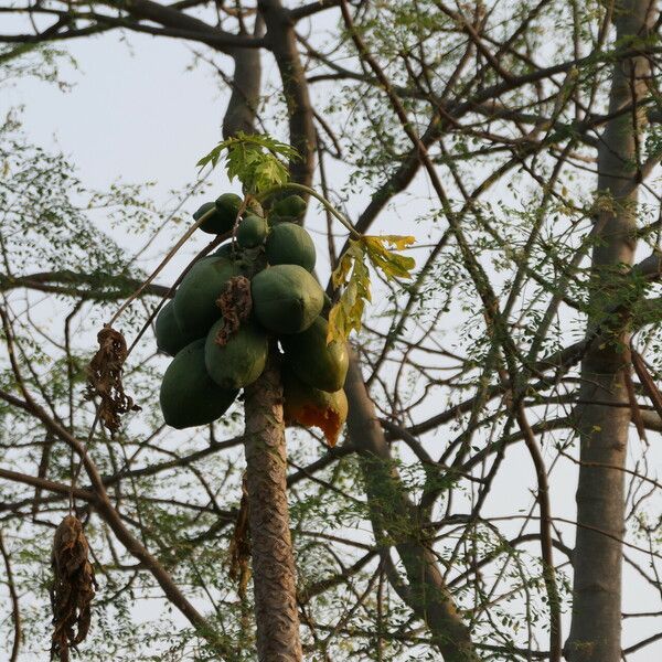 Carica papaya 果