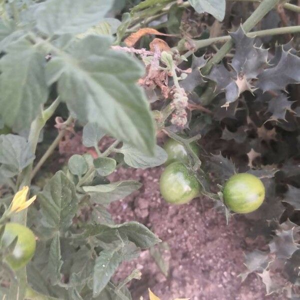 Solanum lycopersicum Frucht
