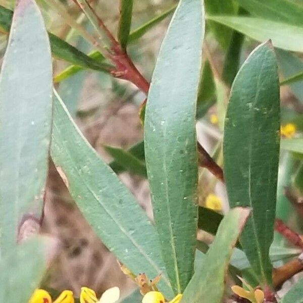Daviesia latifolia Leht