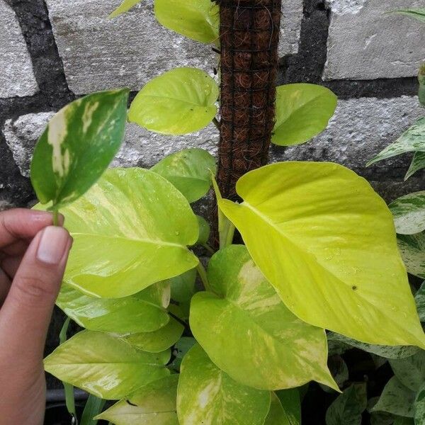 Epipremnum aureum पत्ता