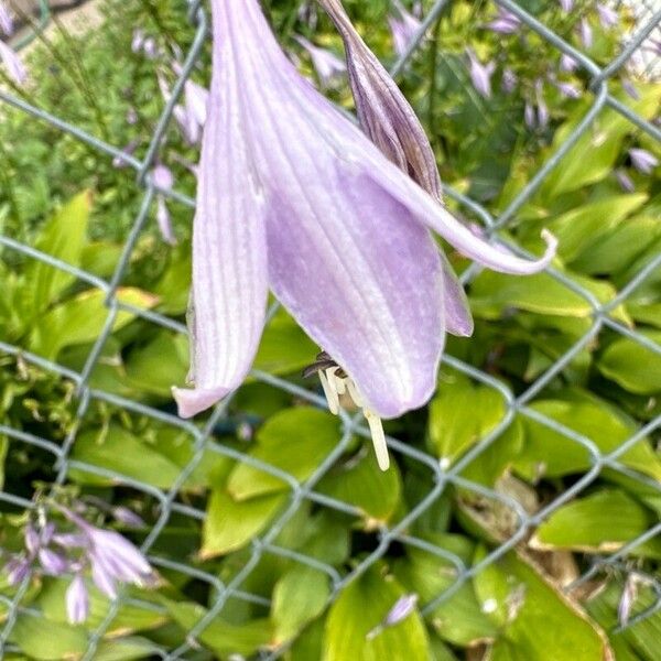 Hosta lancifolia Flower