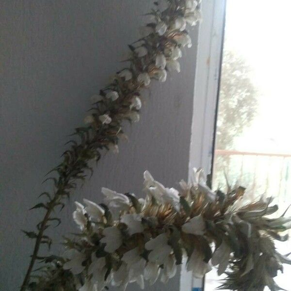 Acanthus montanus Flower