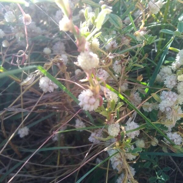 Cuscuta approximata Flower