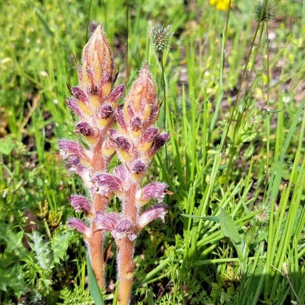 Orobanche pubescens Bloem