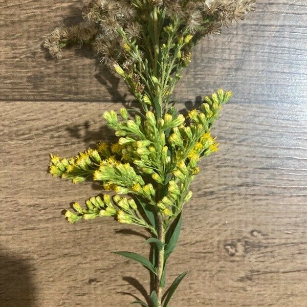 Solidago chilensis Feuille